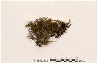 藏品(短肋雉尾苔)的圖片